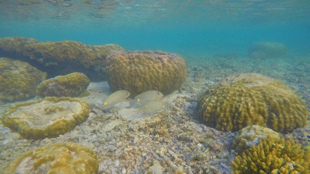 Koh Tao Snorkeling Tour to Hidden Bays and Koh Nang Yuan