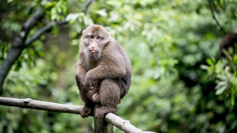 Cute monkey with its tongue out seen on the Evening Jungle Walk HD Tour in Kuala Lumpur, Malaysia