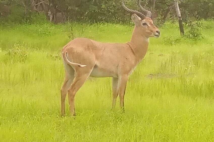  bandia wildlife Minimum 2 people.