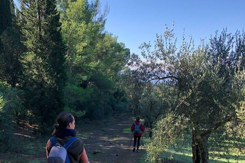 Walking through olive groves