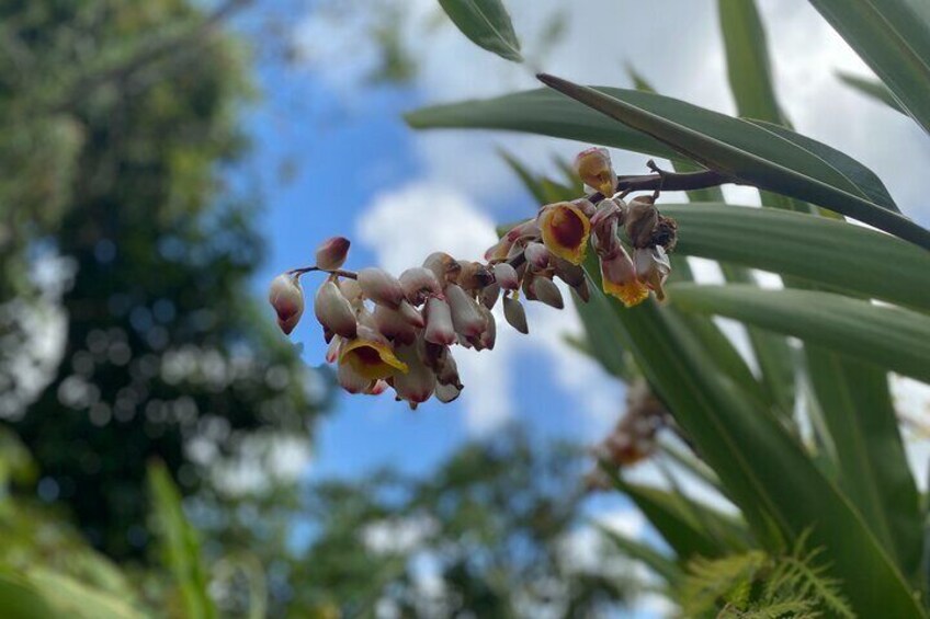 Tinajas Hiking Adventure to El Yunque Rainforest