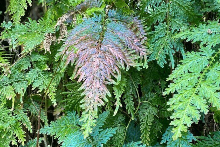 Tinajas Hiking Adventure to El Yunque Rainforest