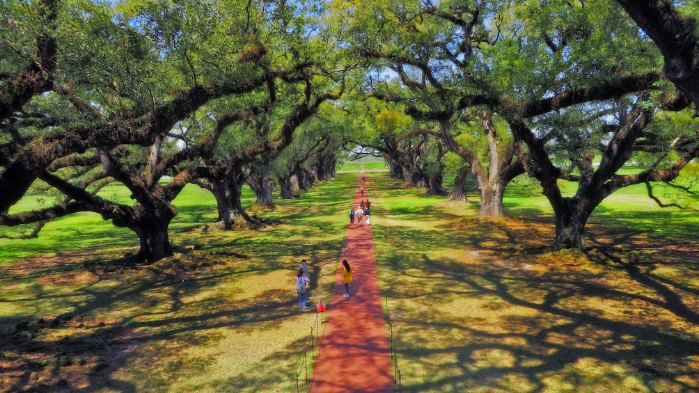 Show item 4 of 10. walking path on plantation in new orleans