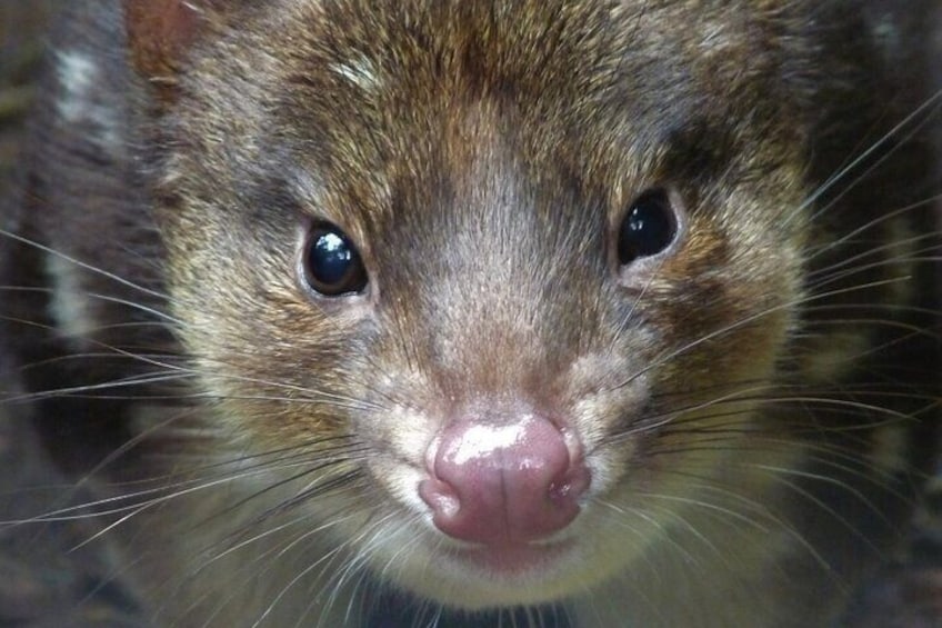 Spotted tail quoll