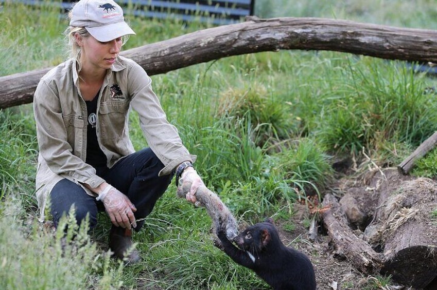 Immersive Tasmanian devil feeding