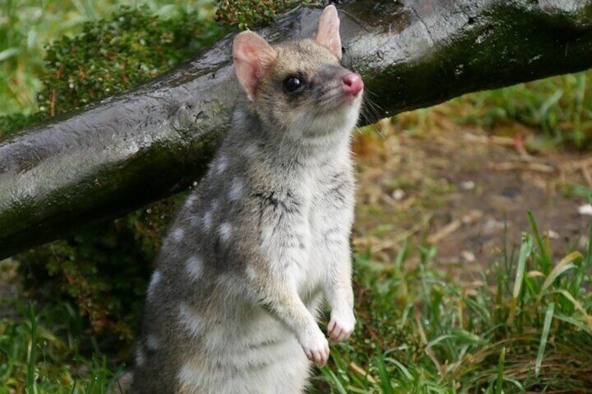 Eastern quoll