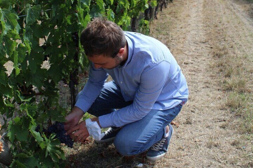 Aperitif / Tasting in a Vineyard of Lucca with transfer