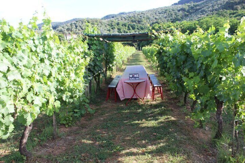 Aperitif / Tasting in a Vineyard of Lucca with transfer