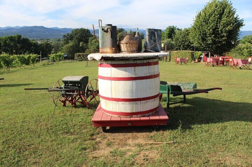 Aperitif / Tasting in a Vineyard of Lucca with transfer