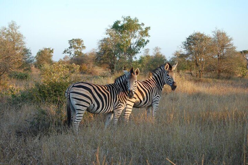 2-Day Kruger National Park Safari with Private Transfers