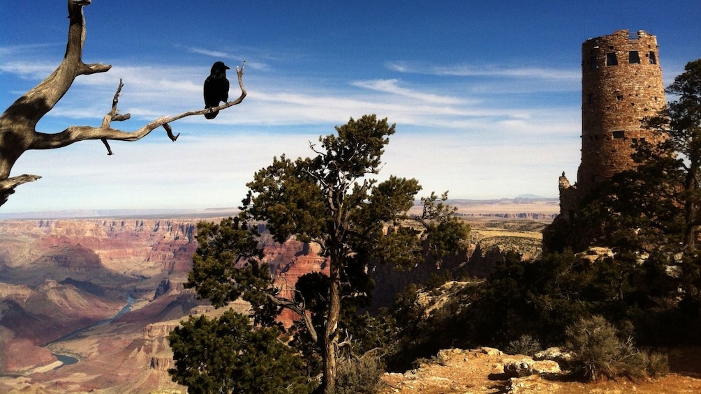 A stone structure with bushes and a crow on a tree overlooking the Grand Canyon