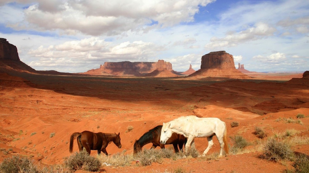 Wild horses in Monument park in Arizona