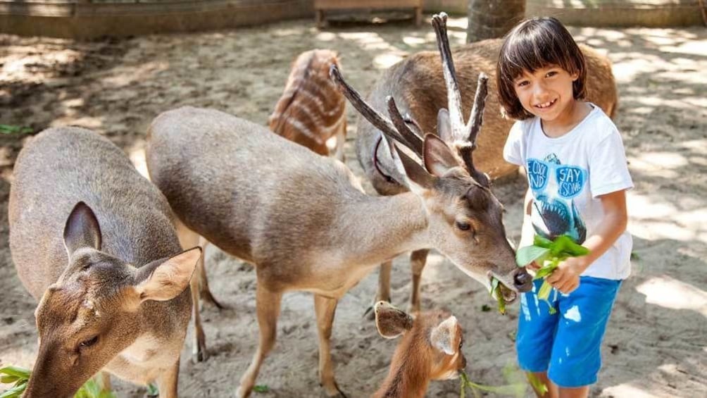 child feeding deers at the zoo in Bali