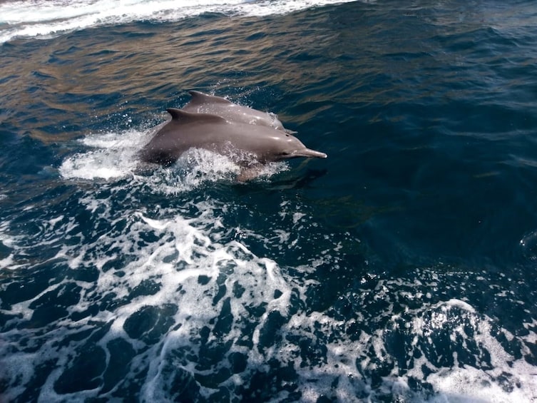 Musandam Sea Safari with Lunch with Gray Line