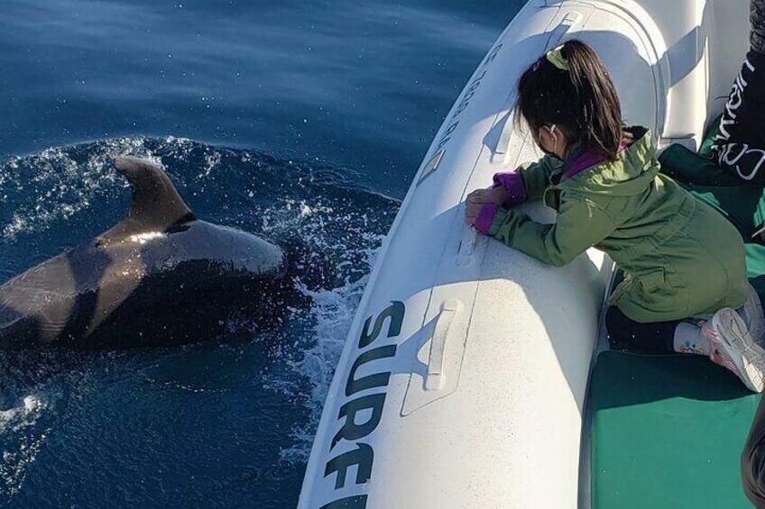 Private Dolphin and Whale Watching Tour in Newport Beach