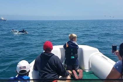 Private Dolphin and Whale Watching Tour in Newport Beach