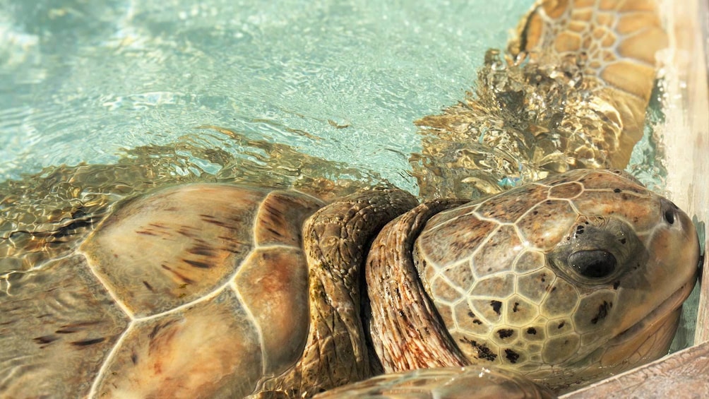 Close up of a turtle in the Cayman Islands