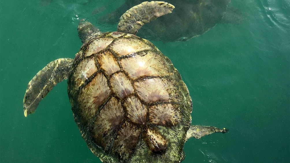 Turtle swimming in water in the Cayman Islands