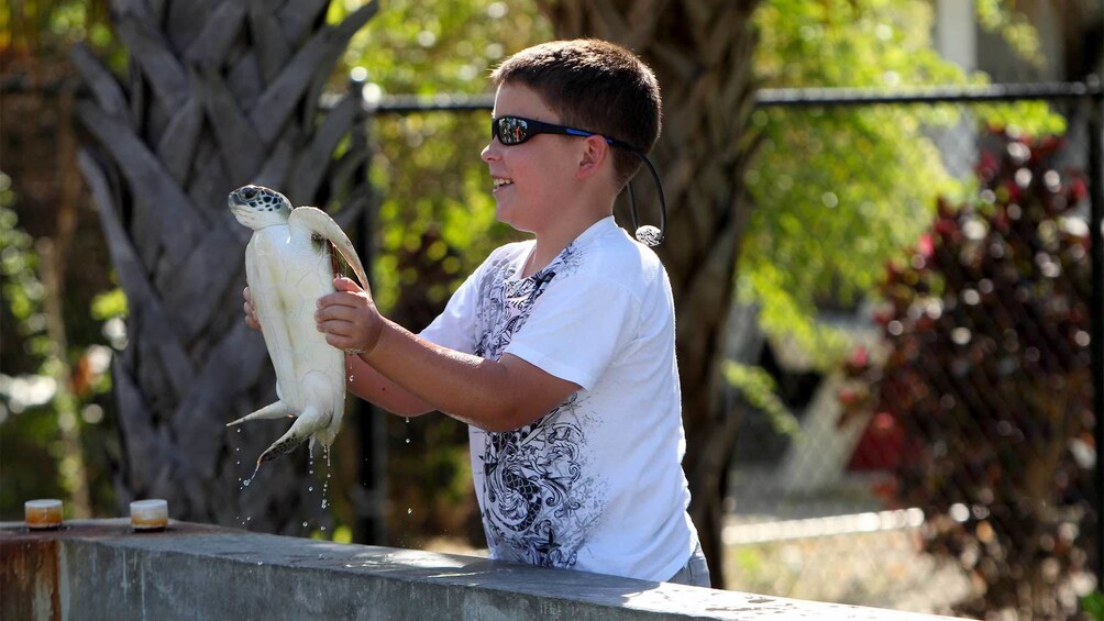 Child holding a turtle at in the Cayman Islands