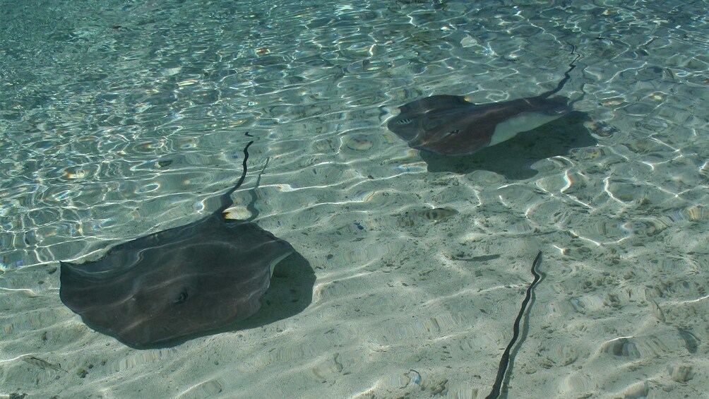 Rays of Bora Bora 