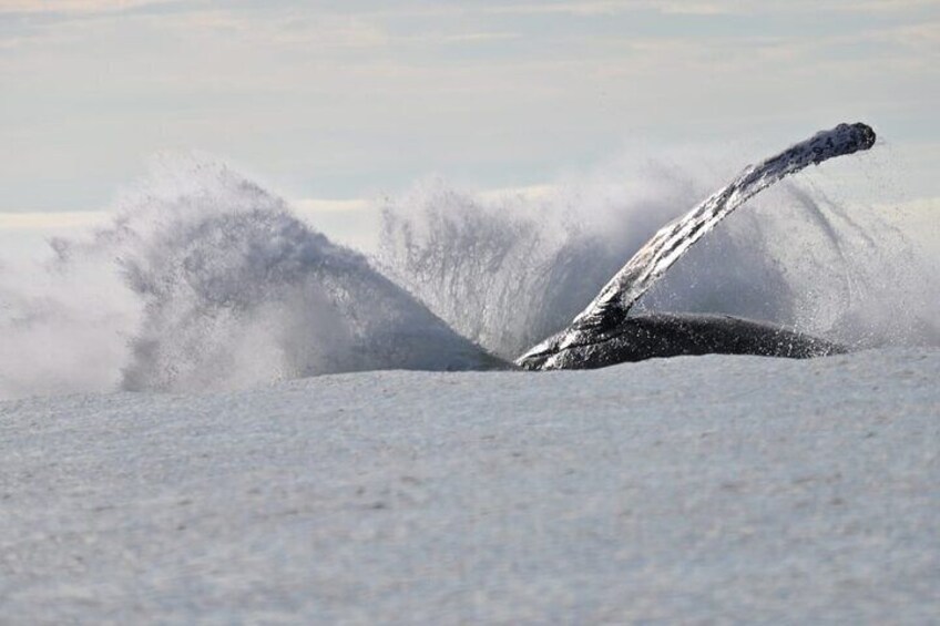 Day Trip – Whale Watching #EcoLiving