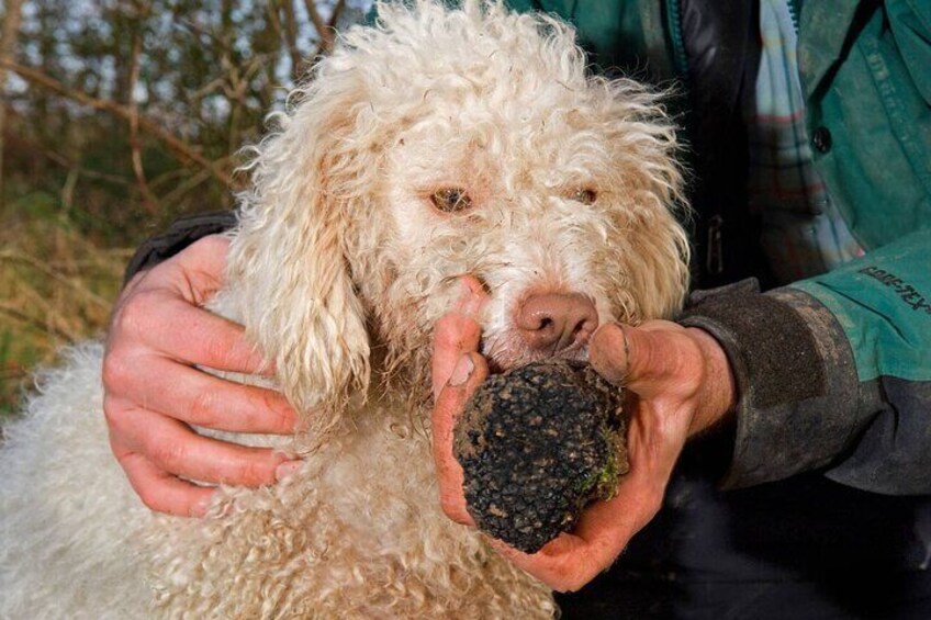 Truffle Hunting and tasting