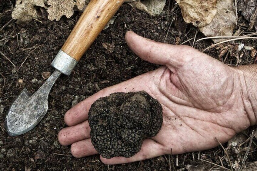 Truffle Hunting and tasting