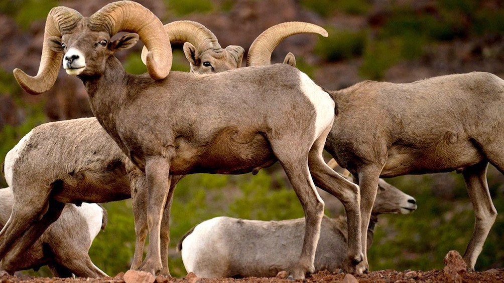 Big Horn Sheep in Sedona-Prescott 