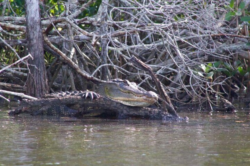 American Alligator, you will see me.