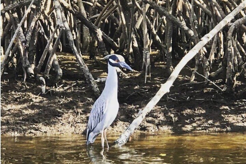 Yellow-crown night Heron. Rare, but often sighted