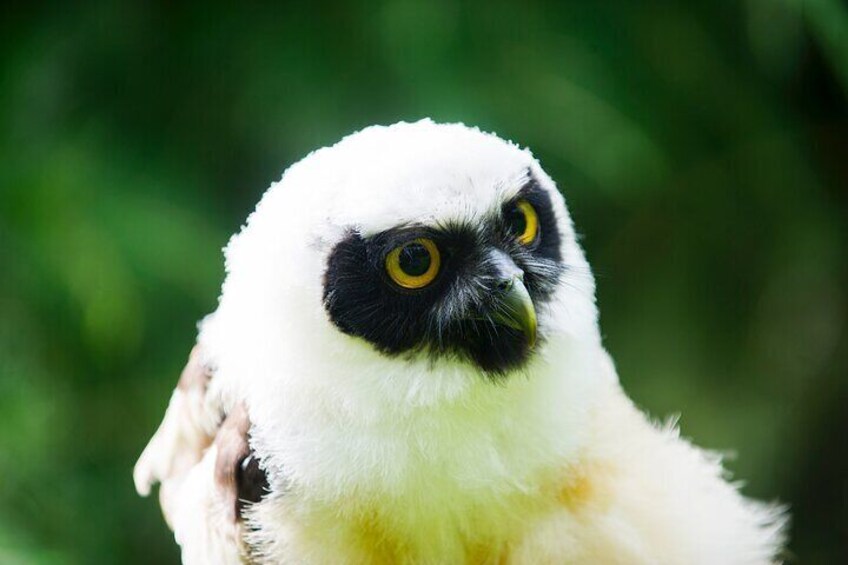 Pedro is the star of visit. He is a Spectacled Owl