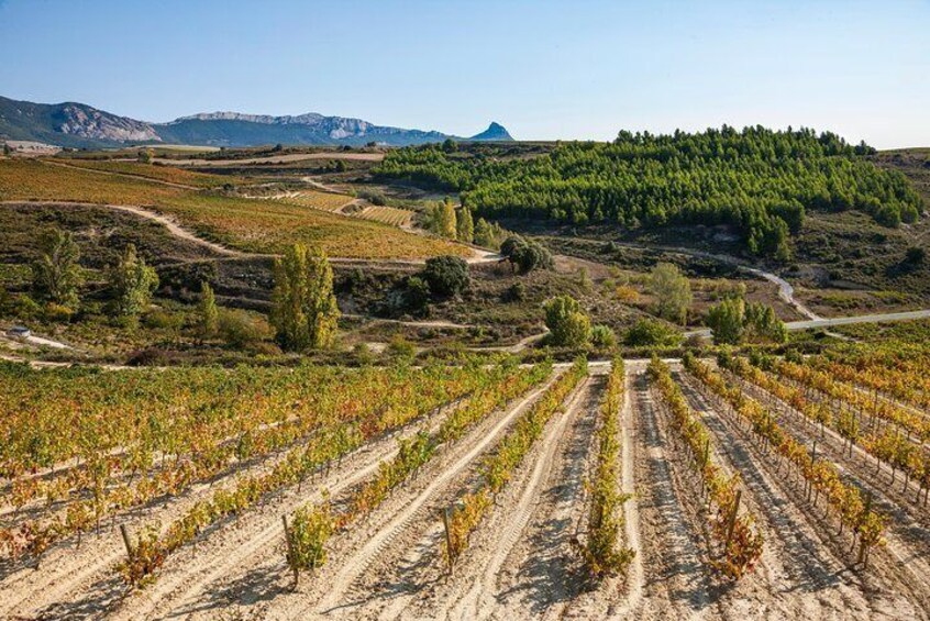 La Rioja Wine Tour with Two Winery Visits and Tastings from San Sebastian