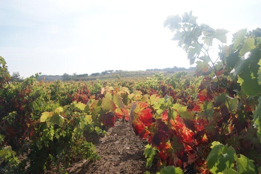 La Rioja Wine Tour with Two Winery Visits and Tastings from San Sebastian