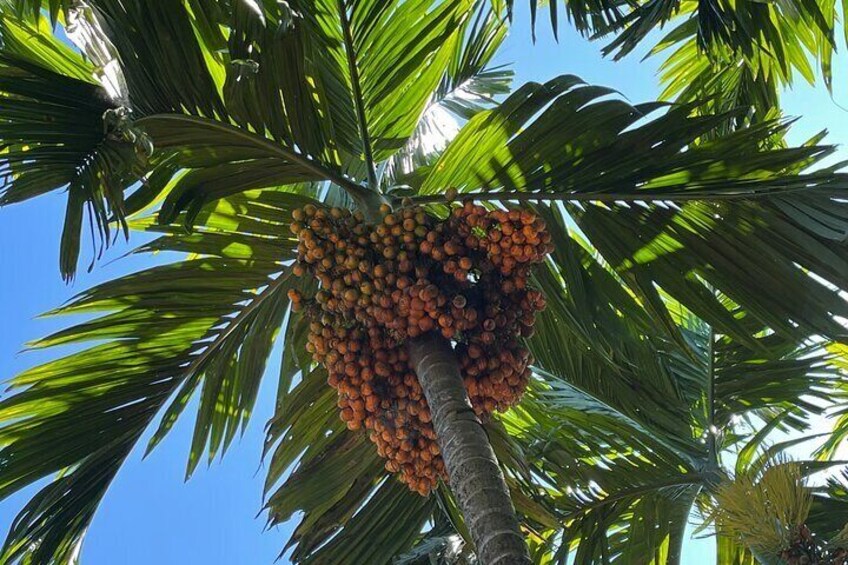 Areca Farm Walk