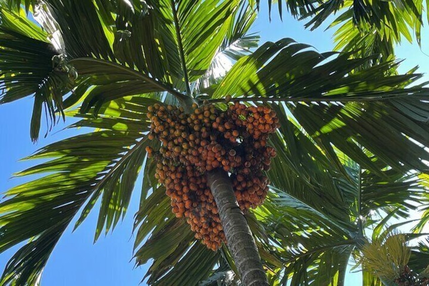 Areca Farm Walk
