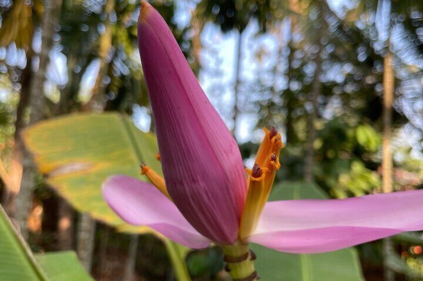 Areca Farm Walk