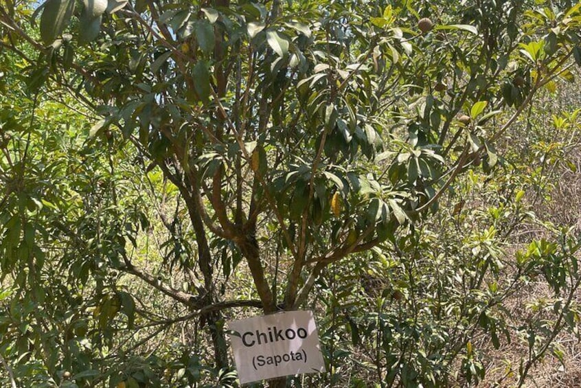 Areca Farm Walk with Vegeterian Buffet Breakfast