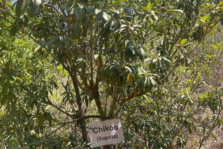 Areca Farm Walk with Vegeterian Buffet Breakfast