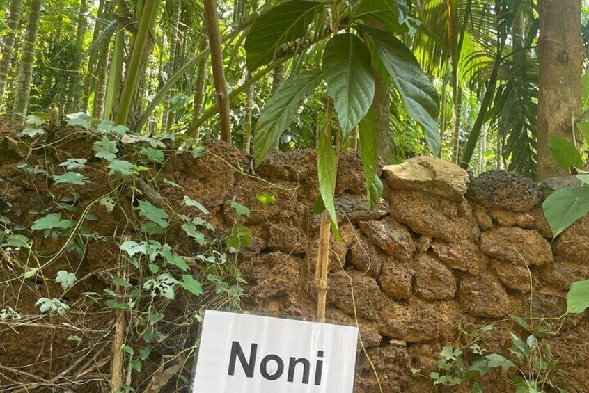 Areca Farm Walk with Vegeterian Buffet Breakfast