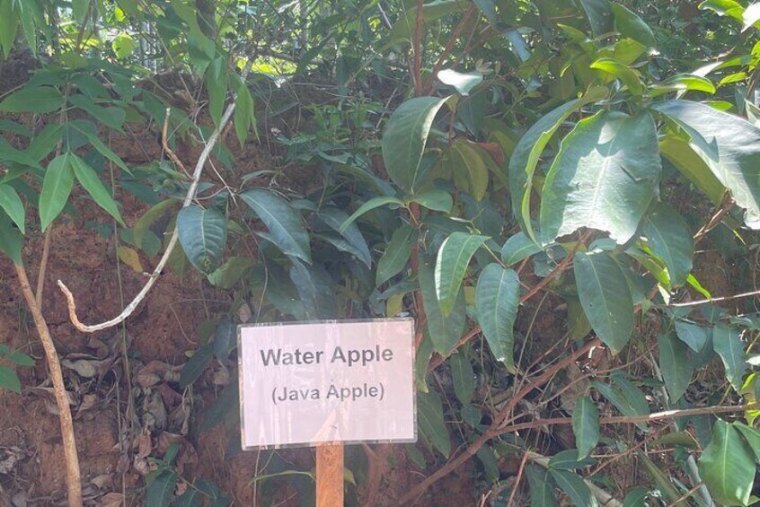 Areca Farm Walk with Vegeterian Buffet Breakfast