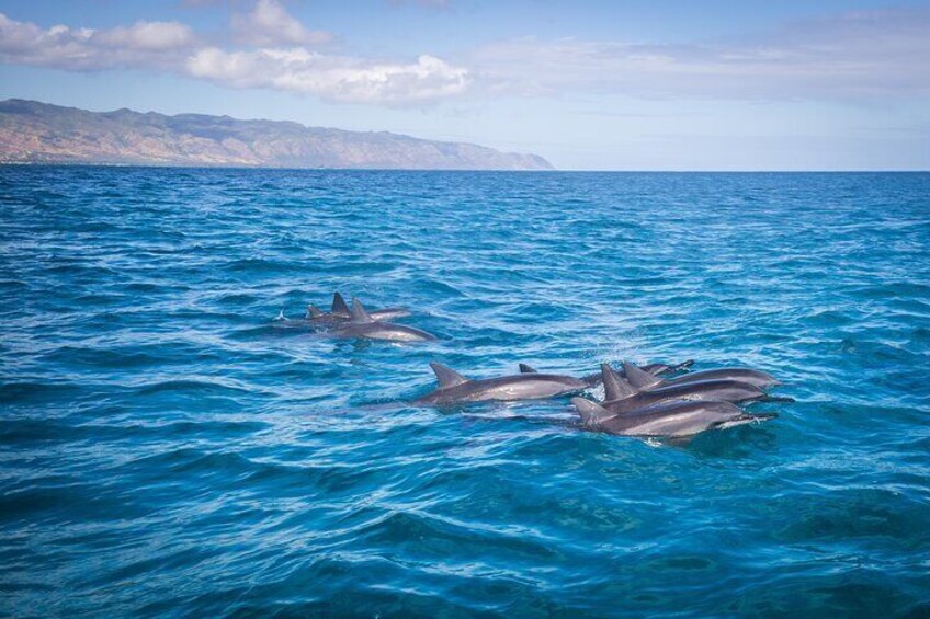 North Shore Oahu Snorkeling Tour