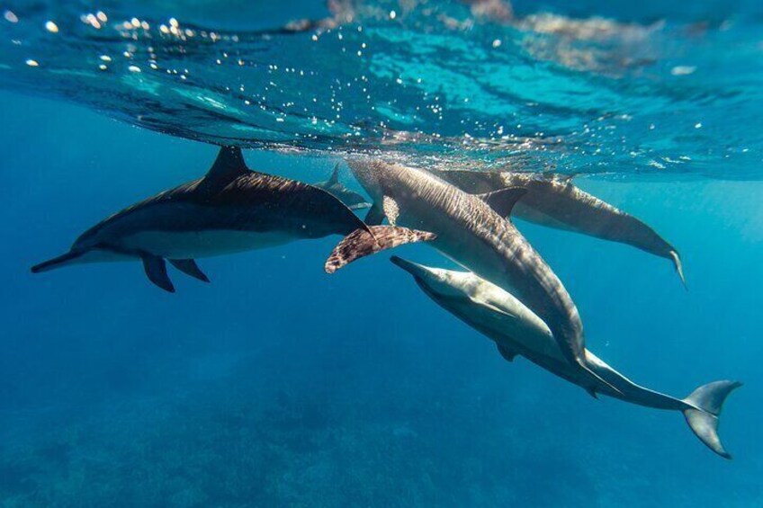 North Shore Oahu Snorkeling Tour