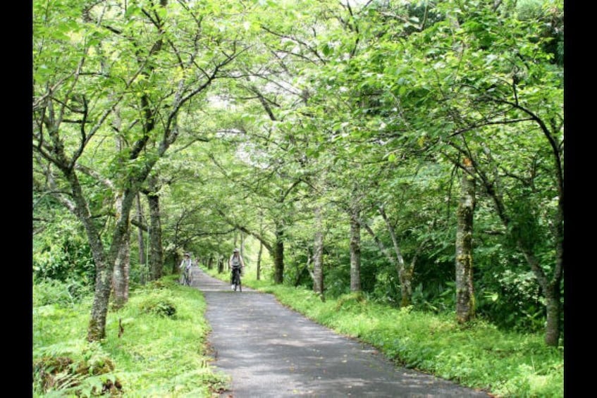 Show item 2 of 3. Ride the Hiruzen Highland Cycling Course on a Guided Tour