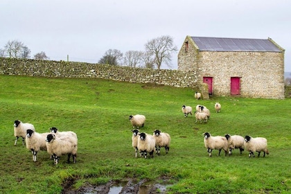 Full-Day, Small-Group Yorkshire Dales Tour from York