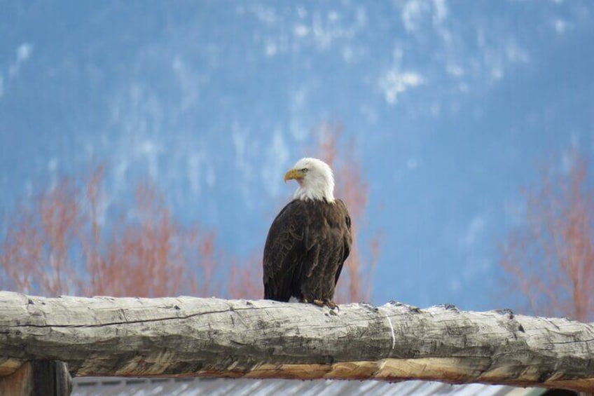 Grand Teton Park & Jackson Hole - PRIVATE Afternoon Wildlife Tour