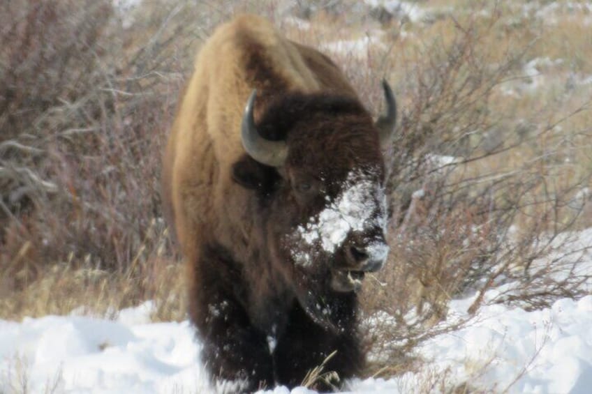 Grand Teton Park & Jackson Hole - PRIVATE Afternoon Wildlife Tour