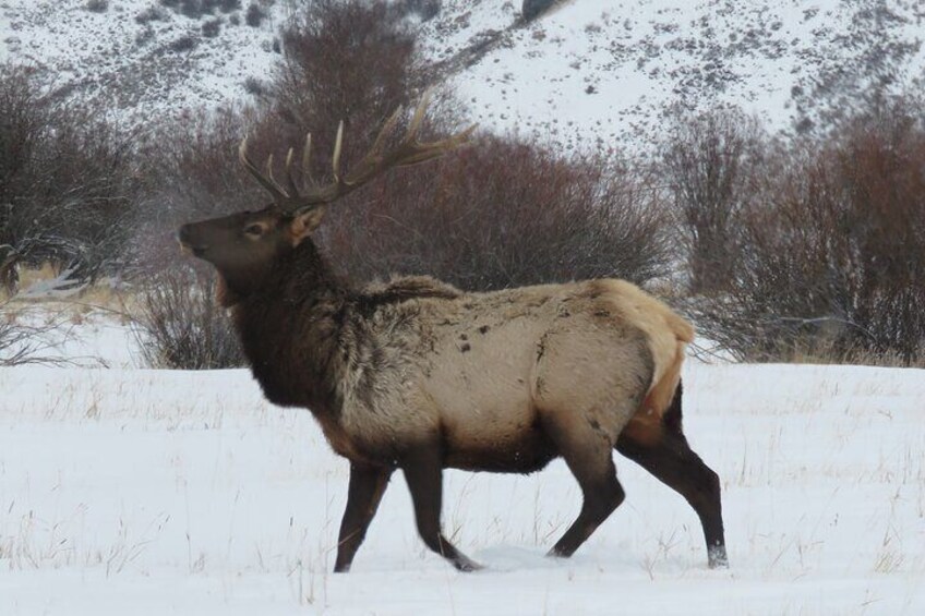 Grand Teton Park & Jackson Hole - PRIVATE Afternoon Wildlife Tour