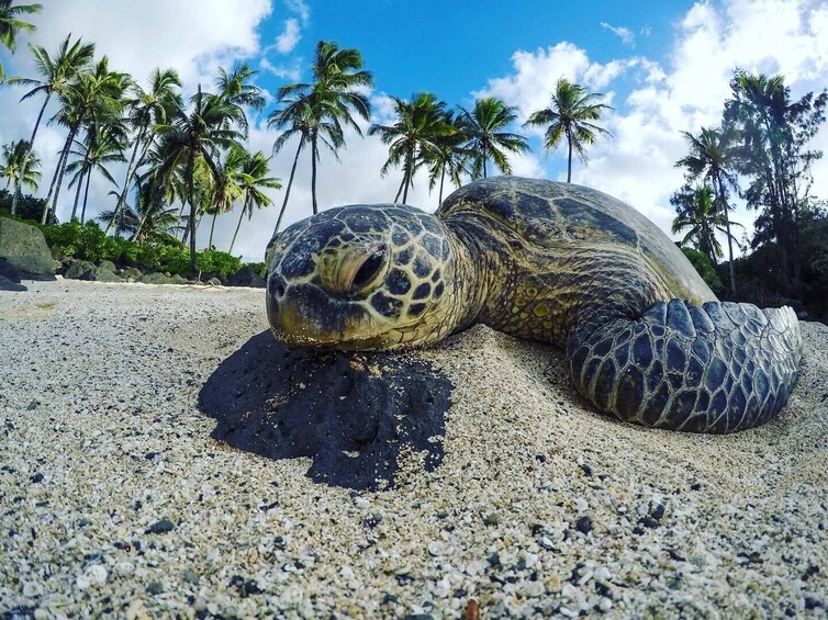 Custom Private Tours with Snorkeling