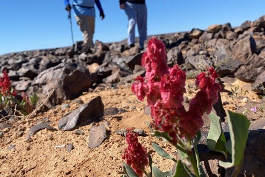 3 Hour Al Ula Hiking Adventure