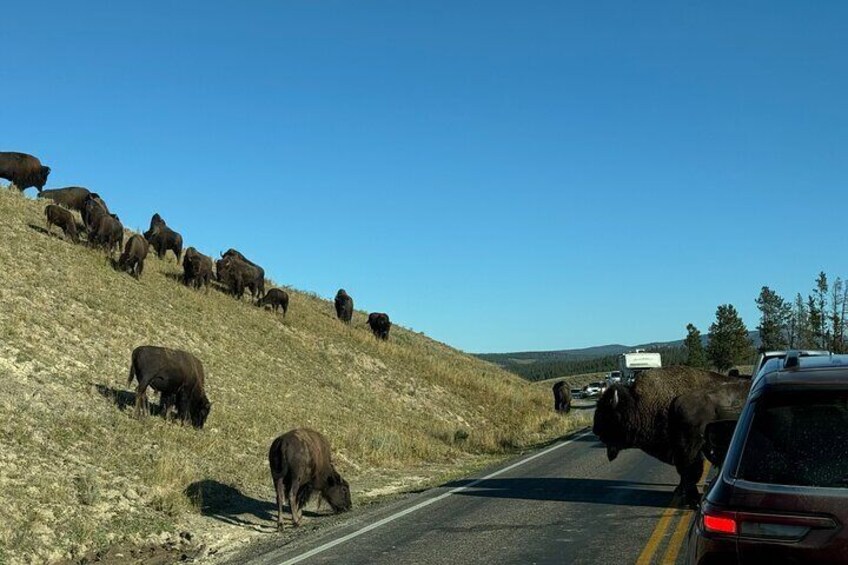 All-Inclusive GLASS TOP/CONVERTIBLE Yellowstone PU@Fishing Bridge